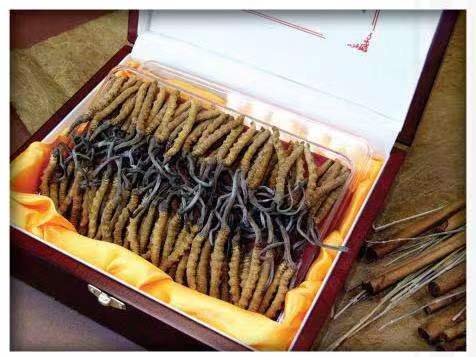 平乐冬虫夏草回收